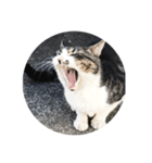 いえの猫さん（個別スタンプ：1）