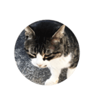 いえの猫さん（個別スタンプ：2）