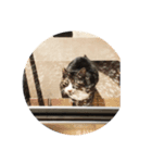 いえの猫さん（個別スタンプ：3）