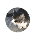 いえの猫さん（個別スタンプ：5）