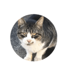 いえの猫さん（個別スタンプ：7）