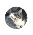いえの猫さん（個別スタンプ：8）