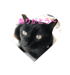 cuty cats are fine（個別スタンプ：1）