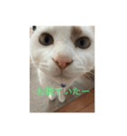 cuty cats are fine（個別スタンプ：3）