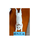 cuty cats are fine（個別スタンプ：5）