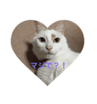 cuty cats are fine（個別スタンプ：6）