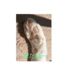 cuty cats are fine（個別スタンプ：7）