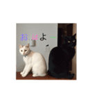 cuty cats are fine（個別スタンプ：8）
