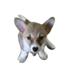 baby corgi（個別スタンプ：2）