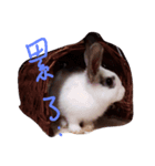 Bunny Brothers（個別スタンプ：1）