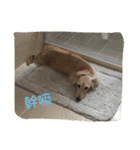 caddy（個別スタンプ：2）