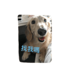 caddy（個別スタンプ：6）