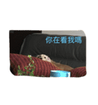 caddy（個別スタンプ：7）