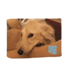 caddy（個別スタンプ：8）