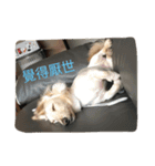 caddy（個別スタンプ：11）