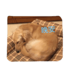 caddy（個別スタンプ：16）