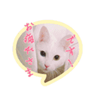 もぐねこスタンプ（個別スタンプ：26）