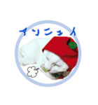 もぐねこスタンプ（個別スタンプ：28）