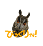 owl [Jamie]（個別スタンプ：1）