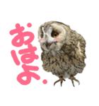 owl [Jamie]（個別スタンプ：2）