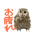 owl [Jamie]（個別スタンプ：3）