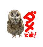 owl [Jamie]（個別スタンプ：6）