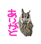 owl [Jamie]（個別スタンプ：7）