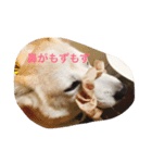 柴犬れんちゃん（個別スタンプ：2）