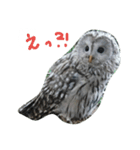 owl owl love（個別スタンプ：4）