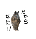 owl owl love（個別スタンプ：7）