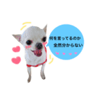 dog stamp531（個別スタンプ：1）