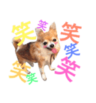 dog stamp531（個別スタンプ：2）