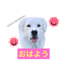 dog stamp531（個別スタンプ：3）