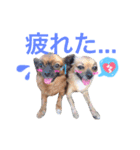 dog stamp531（個別スタンプ：5）