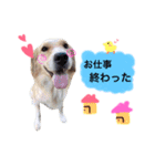 dog stamp531（個別スタンプ：6）