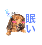 dog stamp531（個別スタンプ：9）