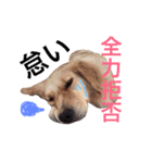 dog stamp531（個別スタンプ：10）