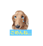 dog stamp531（個別スタンプ：23）