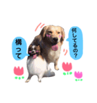 dog stamp531（個別スタンプ：26）