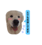 dog stamp531（個別スタンプ：27）