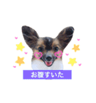 dog stamp531（個別スタンプ：32）