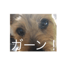甘えん坊テンたん（個別スタンプ：4）