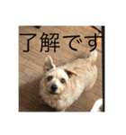甘えん坊テンたん（個別スタンプ：7）