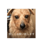 甘えん坊テンたん（個別スタンプ：8）