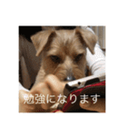 甘えん坊テンたん（個別スタンプ：15）