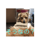 甘えん坊テンたん（個別スタンプ：16）