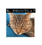 猫ちゃん2匹の日常（個別スタンプ：5）