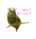 可愛いインコの気持ち（個別スタンプ：1）