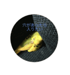 可愛いインコの気持ち（個別スタンプ：15）