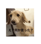 ᕦ日常①（個別スタンプ：1）